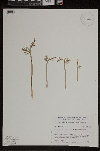 Botrychium lanceolatum image