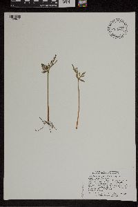 thumbnail image of current specimen