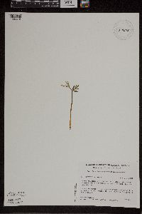 Botrychium lanceolatum image
