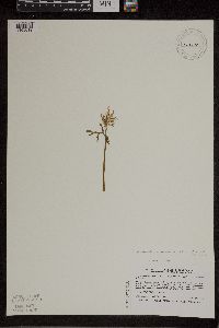 Botrychium lanceolatum image