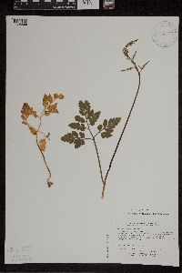 Sceptridium oneidense image