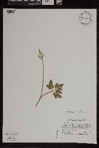 Sceptridium oneidense image