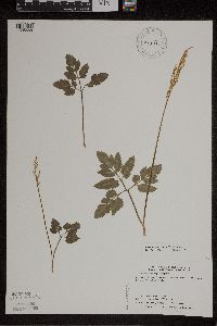 Sceptridium oneidense image