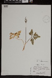 Sceptridium oneidense image