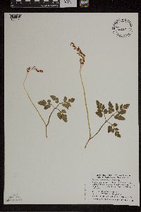 Sceptridium oneidense image