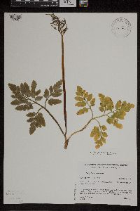 Sceptridium oneidense image