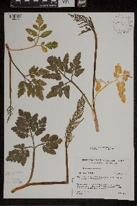 Sceptridium oneidense image