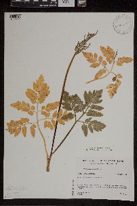 Sceptridium oneidense image