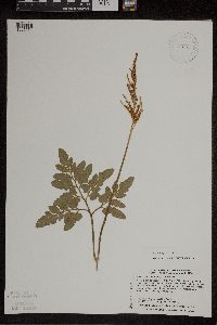 Sceptridium oneidense image