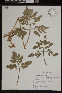 Sceptridium oneidense image