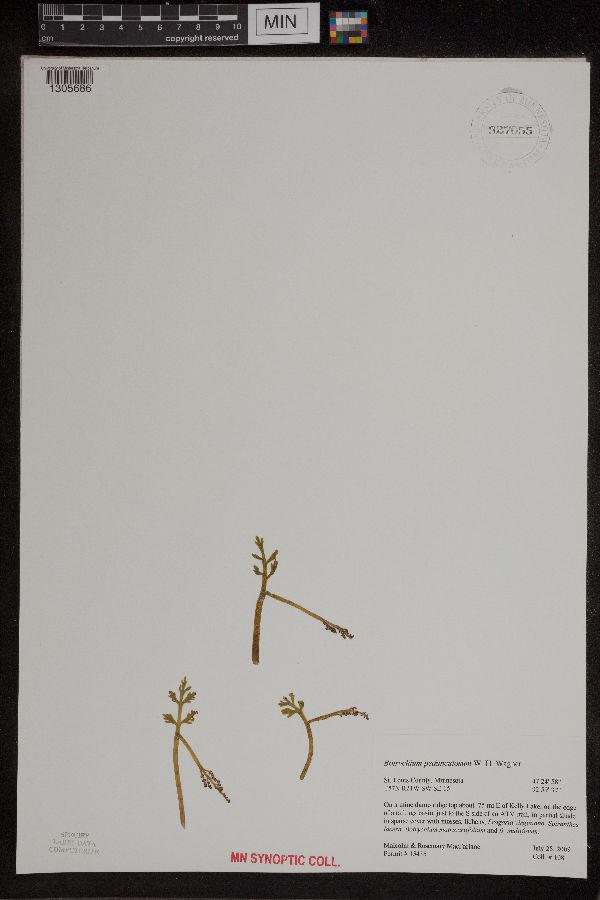 Botrychium pedunculosum image