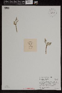 Botrychium pedunculosum image