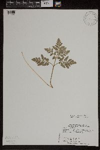 Sceptridium rugulosum image