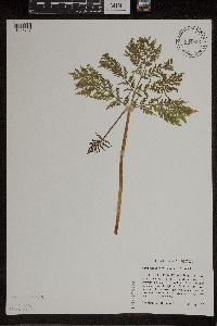 thumbnail image of current specimen