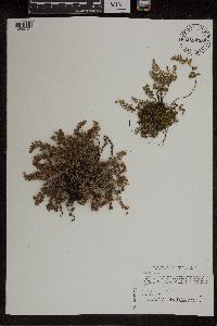 Media resource of Cheilanthes feei
