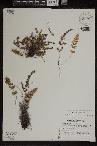 Cheilanthes feei image