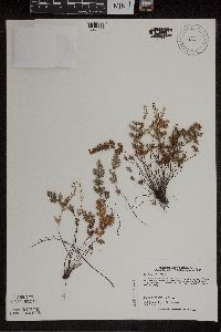 Cheilanthes feei image