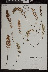 Cheilanthes feei image