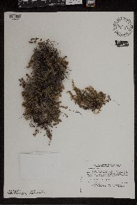 Cheilanthes feei image