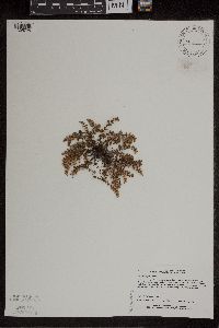 Cheilanthes feei image