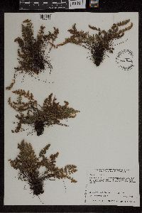 Cheilanthes feei image