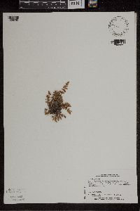 Cheilanthes feei image