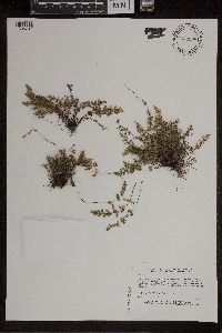 Cheilanthes feei image