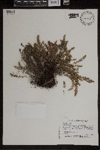 Cheilanthes feei image