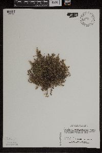 Cheilanthes feei image
