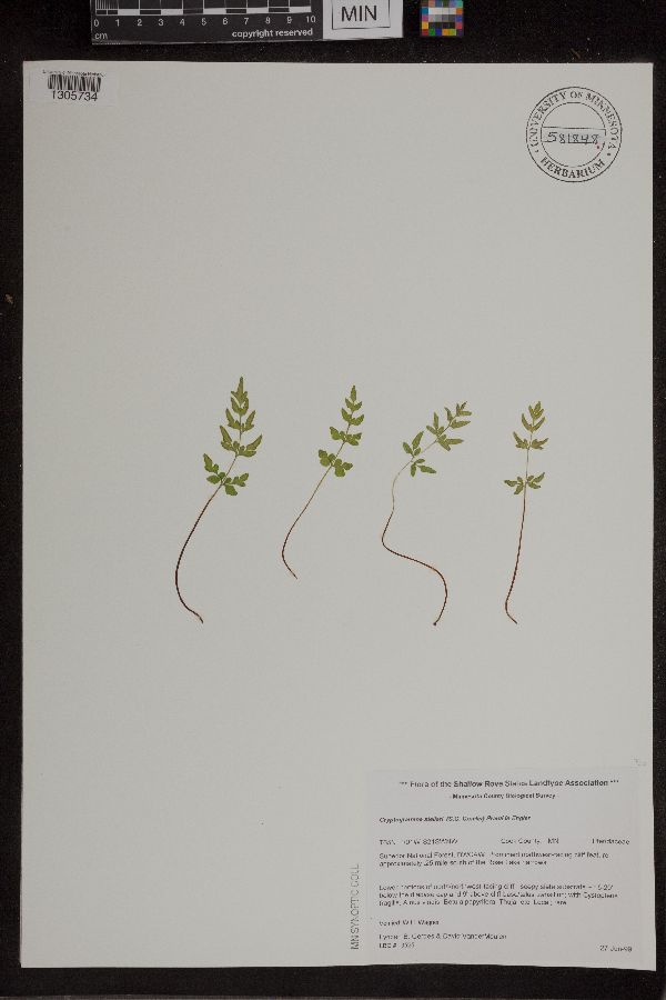 Cryptogramma stelleri image