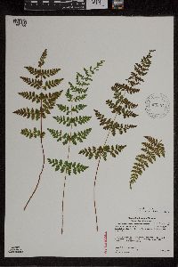 Cystopteris laurentiana image