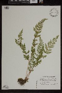 Cystopteris laurentiana image