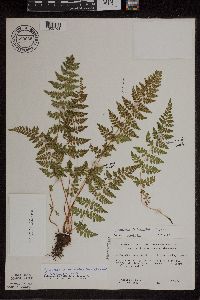 Cystopteris laurentiana image