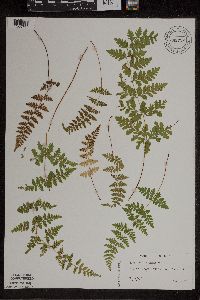 Cystopteris laurentiana image