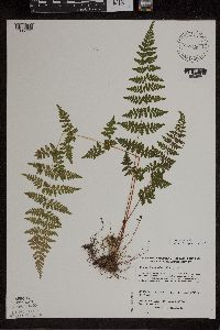 Cystopteris laurentiana image