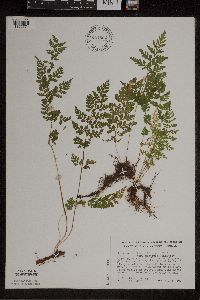 Cystopteris protrusa image