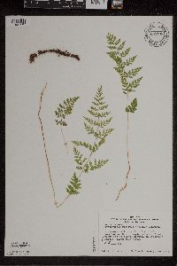 Cystopteris protrusa image
