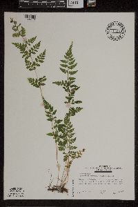 Cystopteris protrusa image