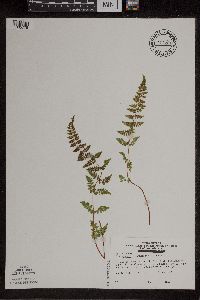 Cystopteris tennesseensis image