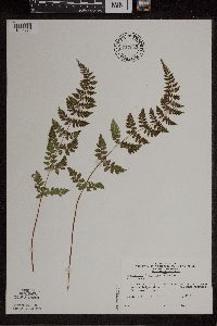 Cystopteris tennesseensis image
