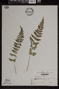 Cystopteris tennesseensis image