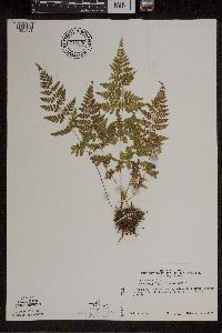 Cystopteris tennesseensis image