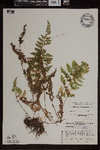 Cystopteris tennesseensis image