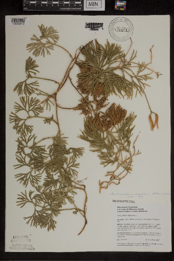 Diphasiastrum digitatum image