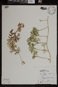 Diphasiastrum digitatum image