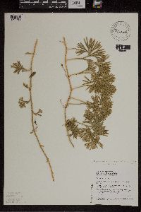 Diphasiastrum digitatum image