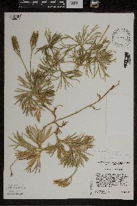 Diphasiastrum digitatum image