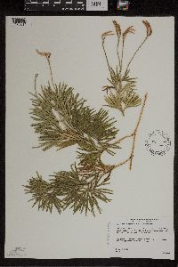 Diphasiastrum digitatum image