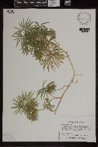 Diphasiastrum digitatum image