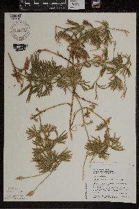 Diphasiastrum digitatum image